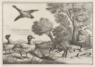 Enten (Verschiedene Vogelarten) von Anonymous
