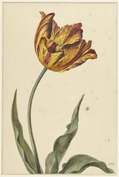 Gelb-orange-rote Tulpe von Anonymous