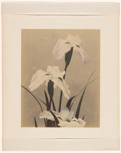 Iris von Anonymous
