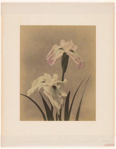 Iris von Anonymous
