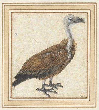 Junger Gänsegeier (Gyps fulvus) von Anonymous