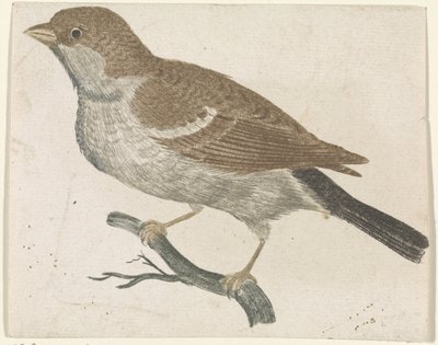 Spatz auf einem Zweig nach links von Anonymous