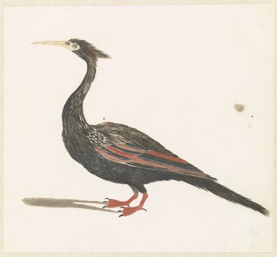 Schlangenhalsvogel von Anonymous