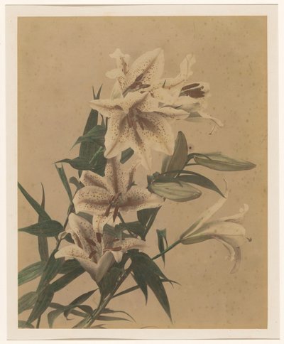 Tigerlilien von Anonymous