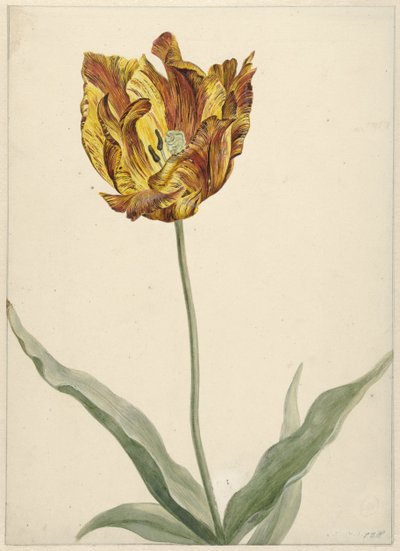 Tulpe von Anonymous