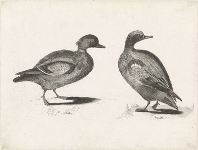 Zwei Enten von Anonymous