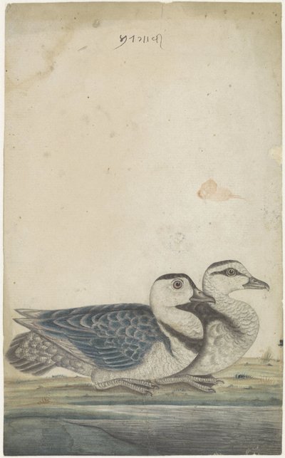 Zwei Enten von Anonymous