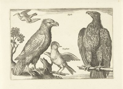 Vier Vögel von Anonymous