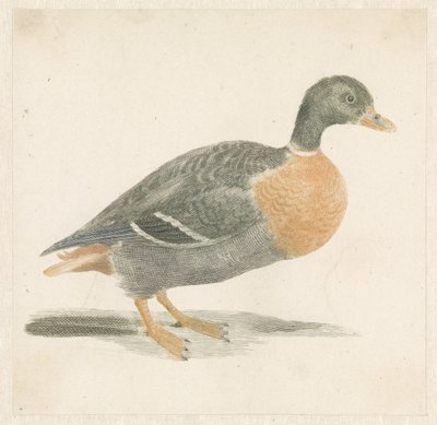 Wilde Ente nach rechts von Anonymous