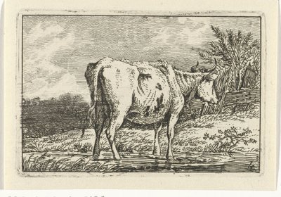 Kuh stehend in einer Pfütze von Anthony Oberman