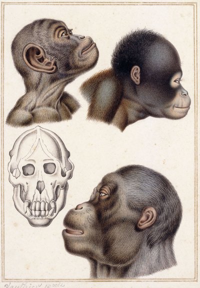 Schädel eines Pongo von Antoine Charles Vauthier