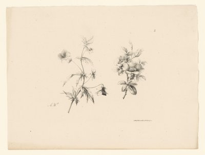 Zwei Blumen von Anton Weiss