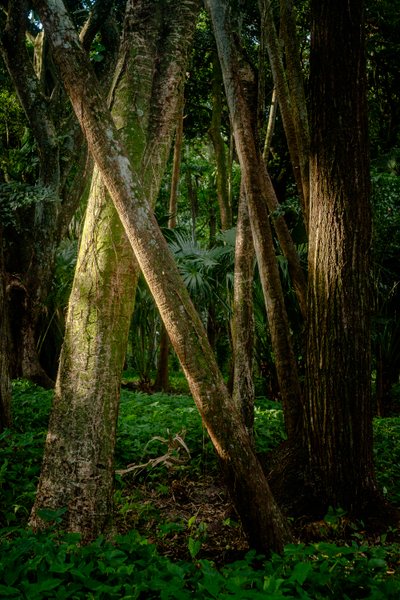 Nachmittag, Tijuca-Wald, Brasilien, 2022 von Antonio Schubert
