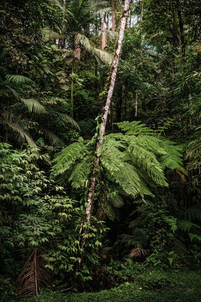 Mantiqueira XXXIV, 2015 von Antonio Schubert