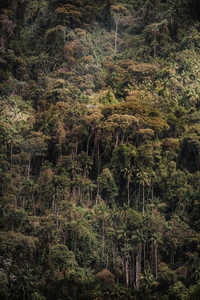 Mantiqueira XXXV, 2015 von Antonio Schubert