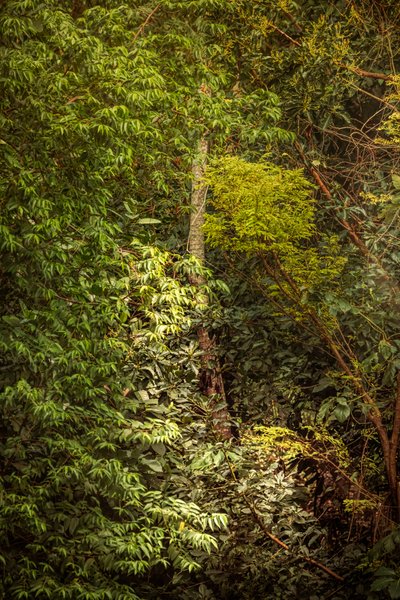 Regenwald VIII, 2020 von Antonio Schubert