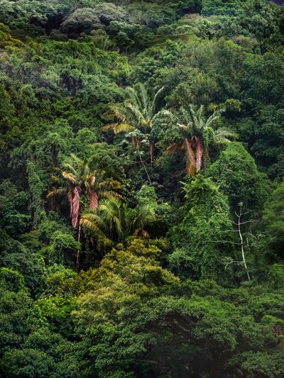 Tijuca-Wald XXXII, 2018 von Antonio Schubert