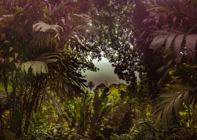 Tijuca-Wald XXXVII, 2024 von Antonio Schubert