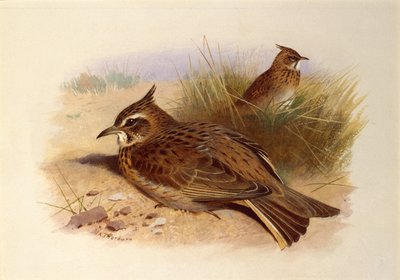 Eine Haubenlerche, Britische Vögel von Archibald Thorburn