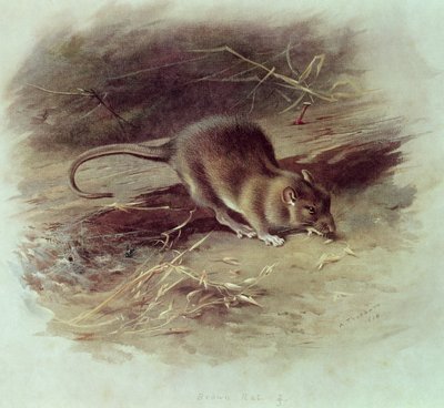Braune Ratte (Rattus norvegicus) 1918 von Archibald Thorburn