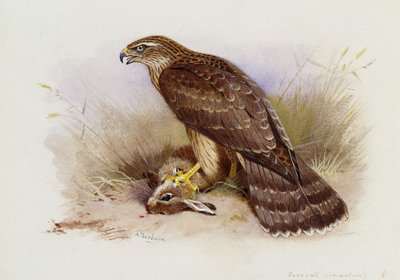 Habicht von Archibald Thorburn