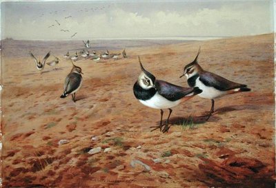 Kiebitze auf dem Pflug von Archibald Thorburn
