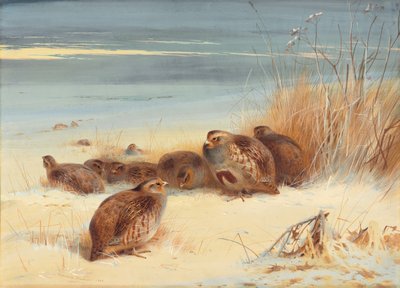 Rebhuhn an einem frostigen Morgen von Archibald Thorburn