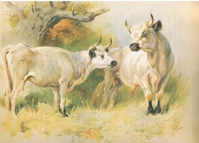 Wildrinder von Archibald Thorburn