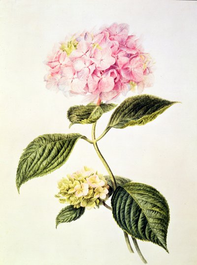Hydrangea hortensia von Arnoldus Bloemers