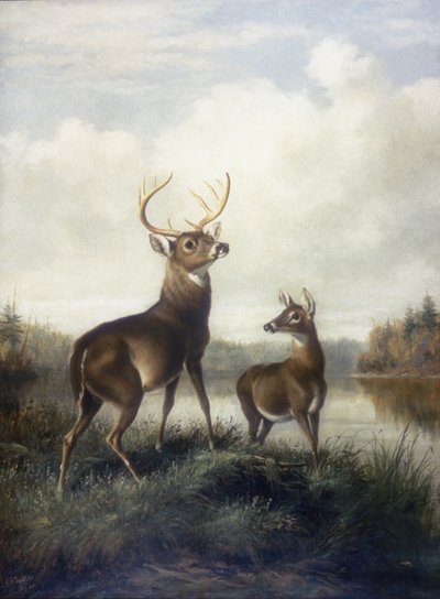 Hirsch und Reh von Arthur Fitzwilliam Tait