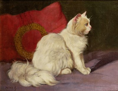 Weiße Perserkatze von Arthur Heyer