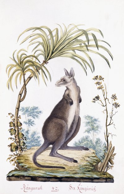 Känguru, 1794 von Austrian School