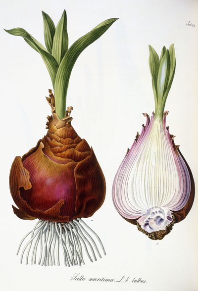 Meerzwiebel von Austrian School