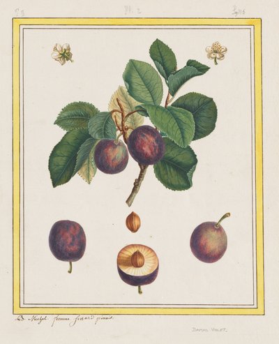 Damaskus-Pflaume von B. Michel