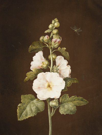 Eine Stockrose von Barbara Regina Dietzsch