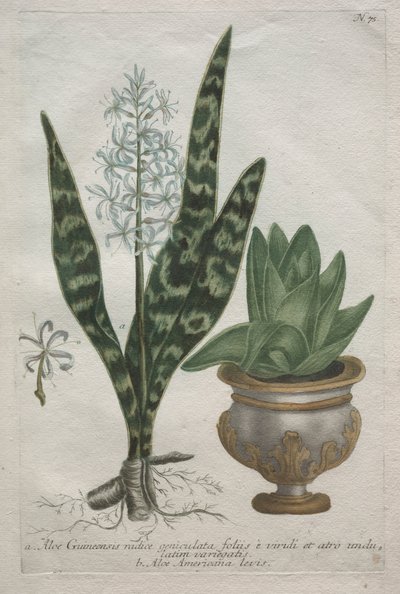 Aloen von Bartholomaus Seutter