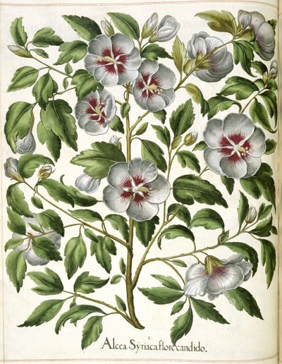 Alcca Syriaca, aus 