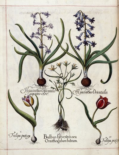 Hyazinthe und Tulpe, aus 