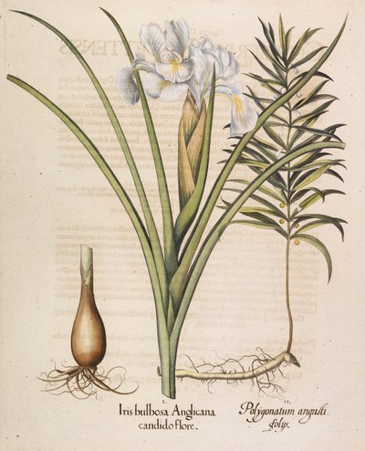Iris bulbosa Anglicana, 1613 von Basilius Besler