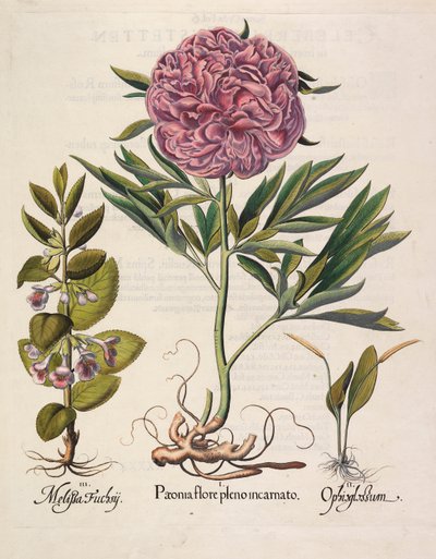 Paeonia flore pleno, 1613 von Basilius Besler