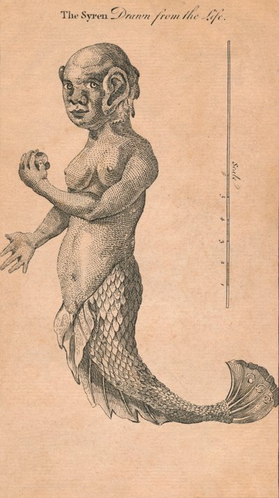 Die Sirene aus dem Leben gezeichnet, 1759 von Benjamin Cole
