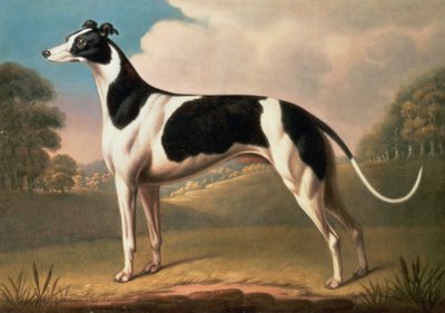 Windhund, 1800 von Benjamin Killingbeck