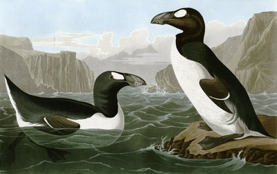 Riesenalk von Bird Artist of America. John James Audubon