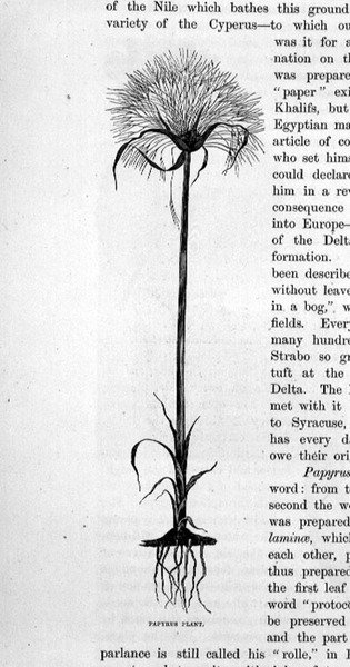 Papyruspflanze von Bruno Heinrich Strassberger