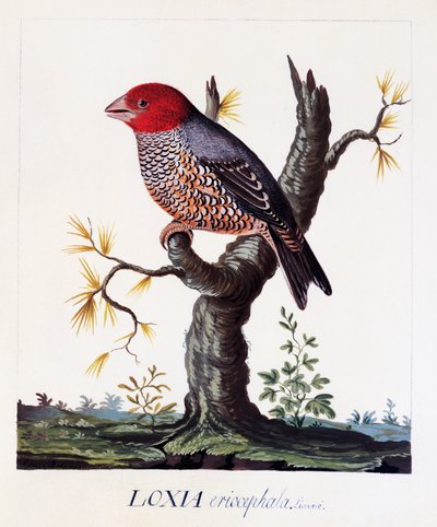 Loxia erythrocephala (Amadina erythrocephala), Rotkopfamadine, Aquarell von Carl Linnaeus