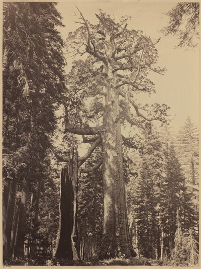 Grizzly Giant, Mariposa Grove von Carleton E. Watkins