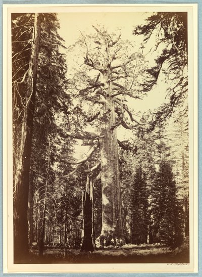 Der Grizzly-Riese, Mariposa Grove, Yosemite von Carleton E. Watkins