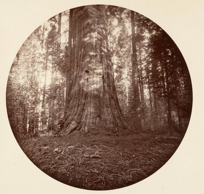 Empire State. C. Grove, ca. 1878 von Carleton Emmons Watkins