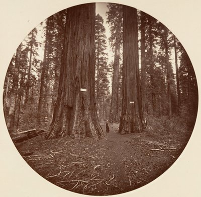Kein Titel, ca. 1878 von Carleton Emmons Watkins