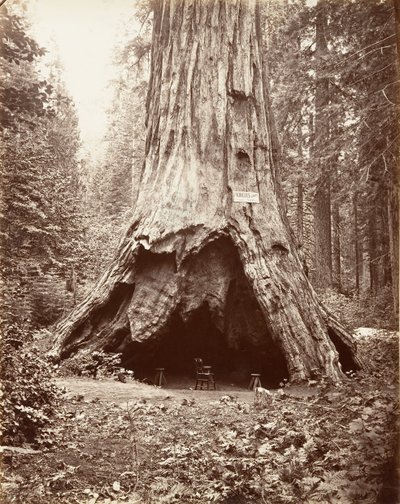 Pionierhütte, 1865-66, gedruckt ca. 1876 von Carleton Emmons Watkins